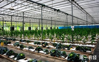 中國農業科技揚帆出海 61項創新成果惠及全球